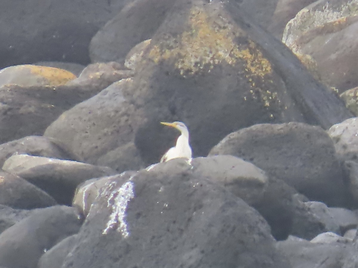 オーストラリアヘビウ - ML644530829