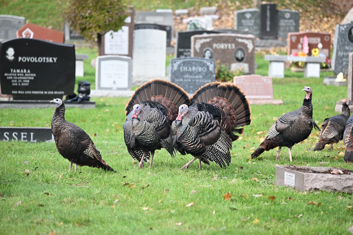 krocan divoký - ML644530832