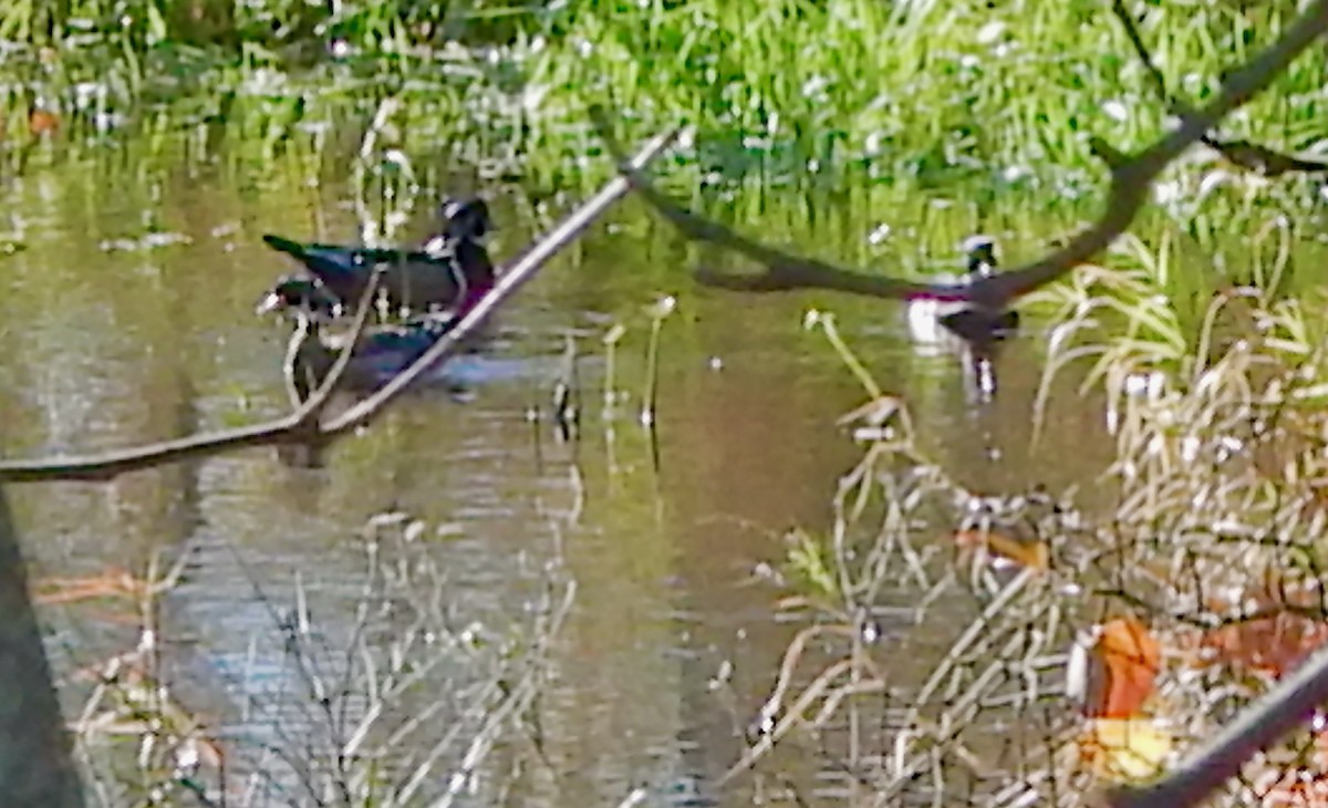 美洲鴛鴦 - ML644530836