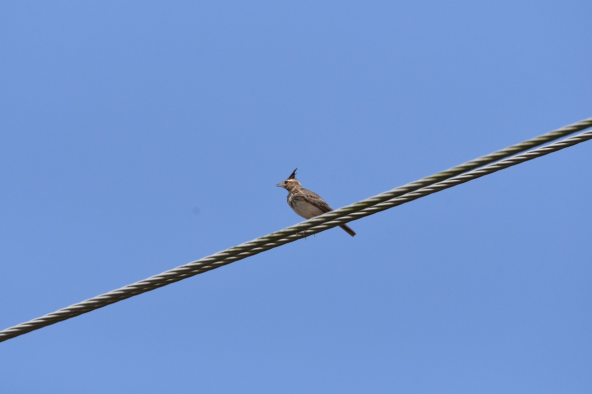 Malabar Lark - ML644530840