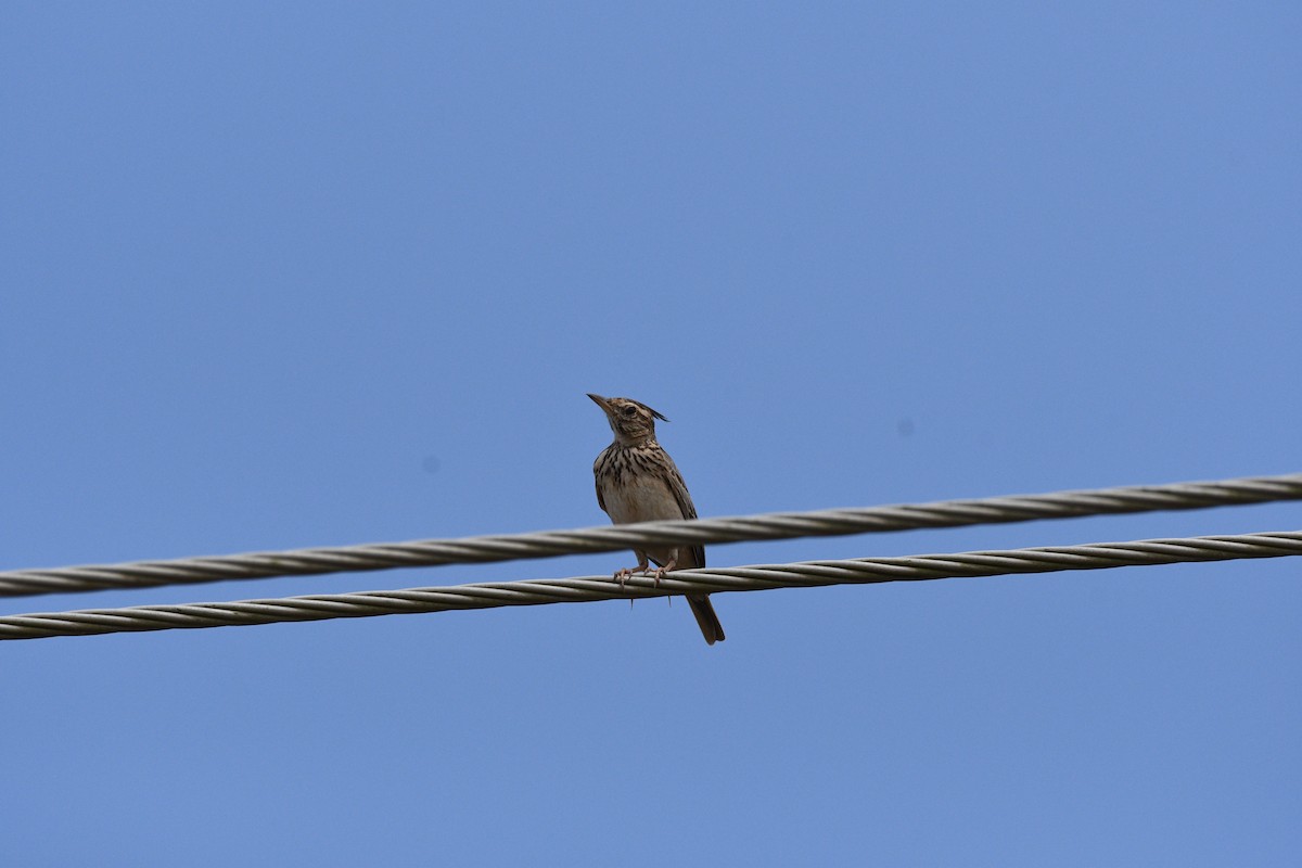 Malabar Lark - ML644530841