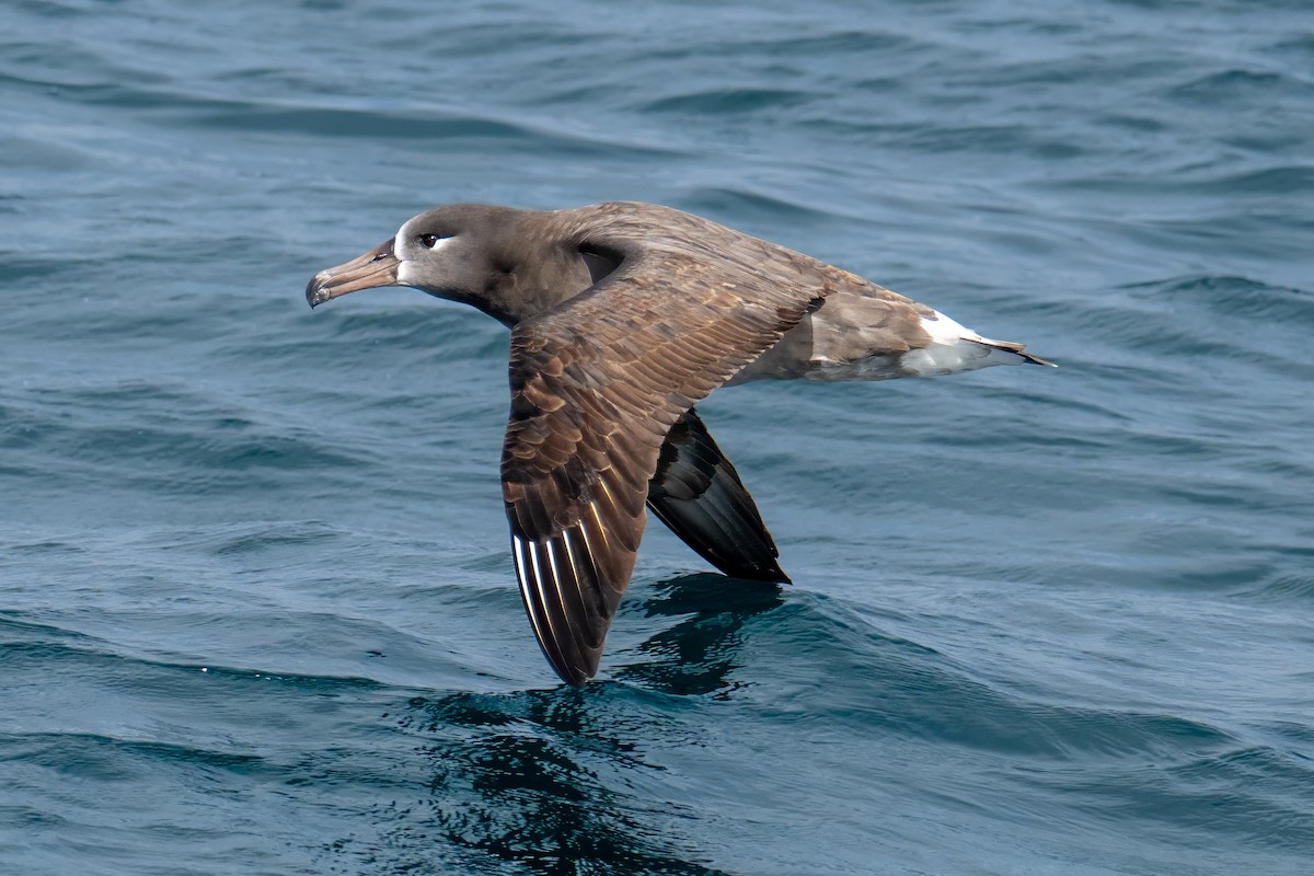 Black-footed Albatross - ML644530843