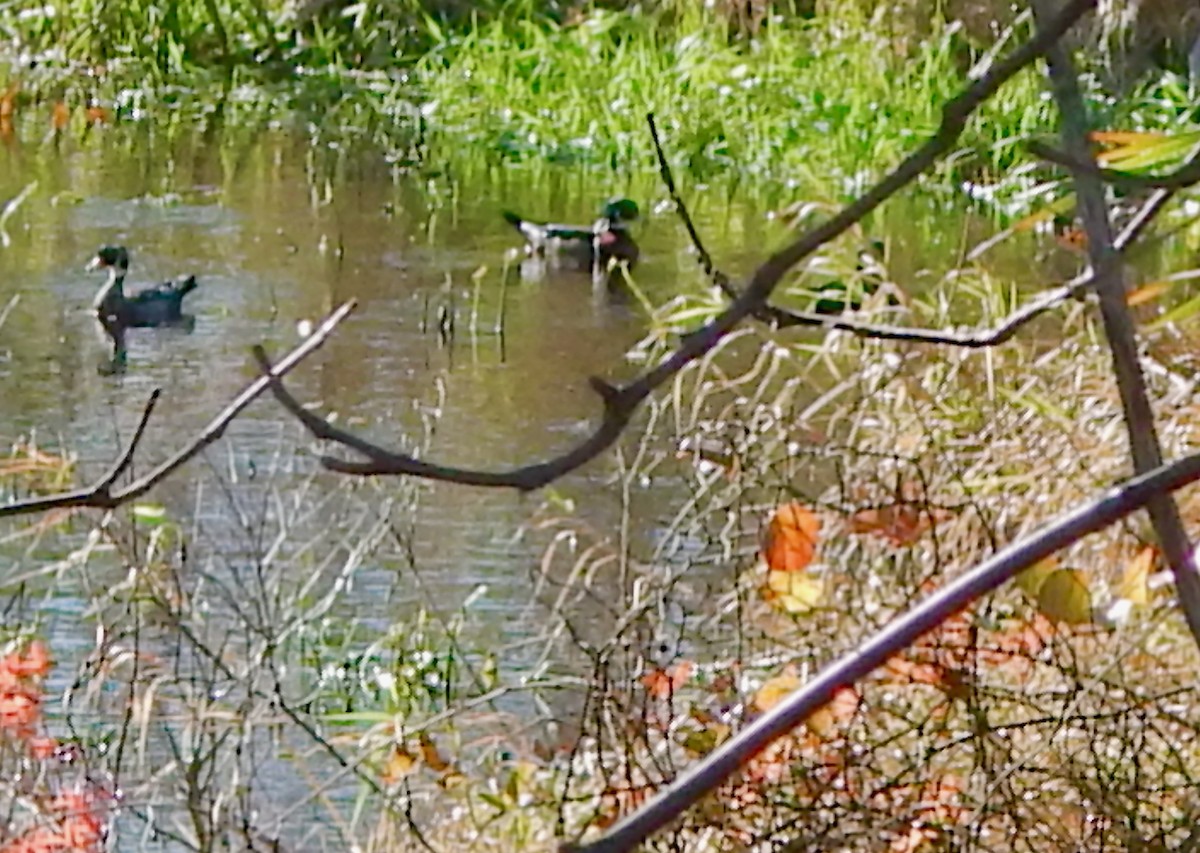 美洲鴛鴦 - ML644530844