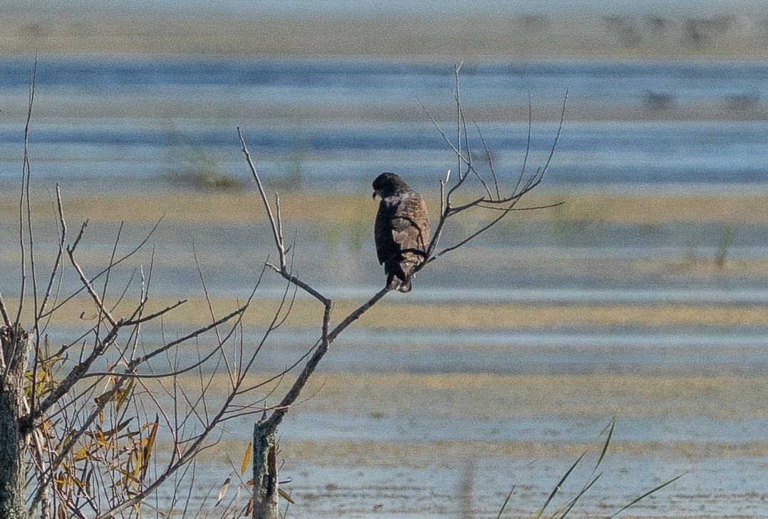 Milan des marais - ML644530845