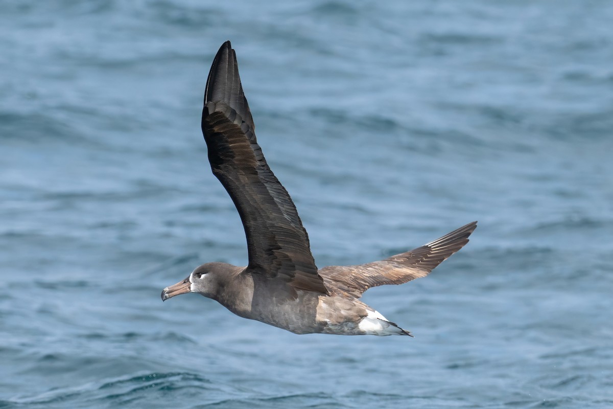 Black-footed Albatross - ML644530849