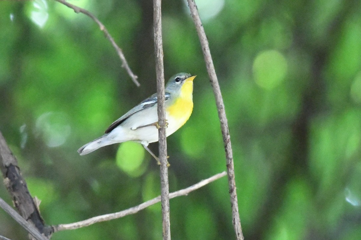 Northern Parula - ML644530852