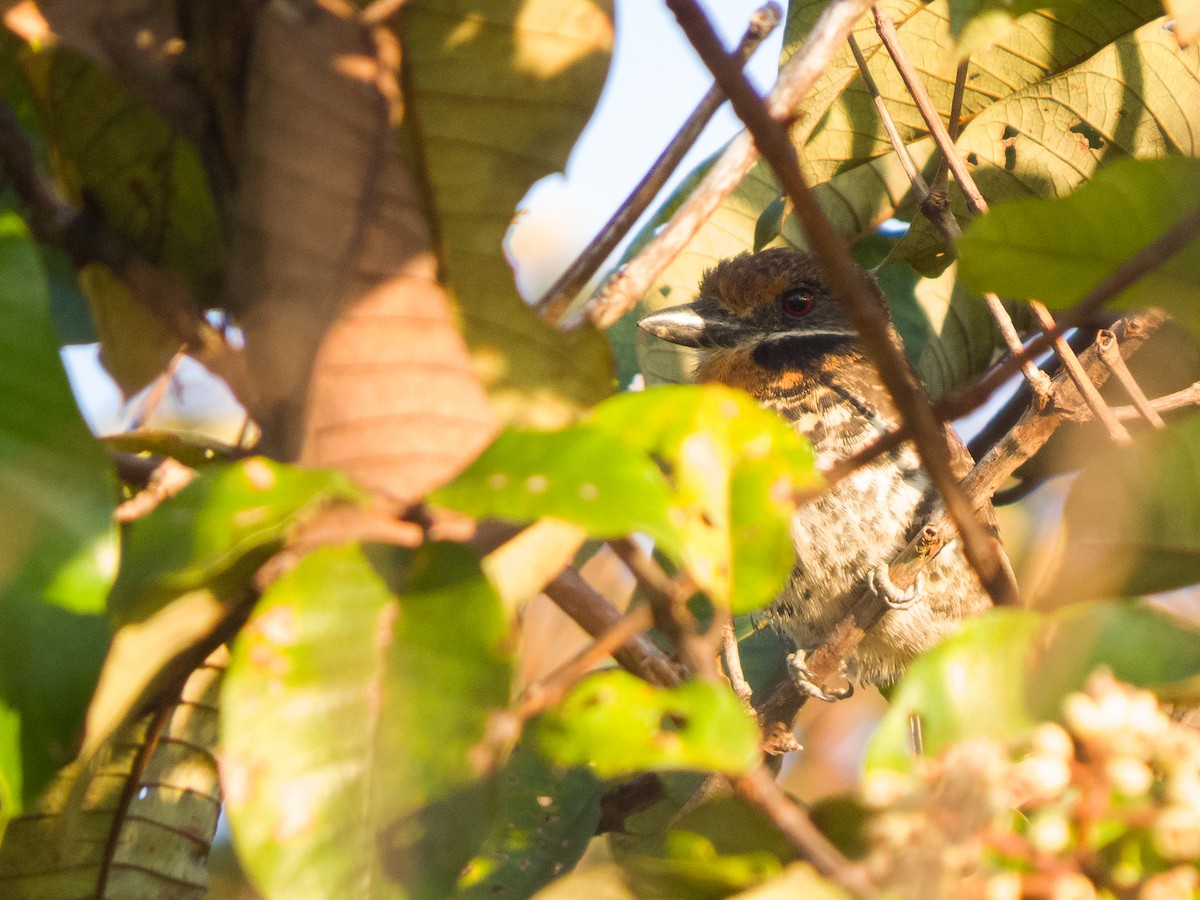 Spotted Puffbird - ML644530855