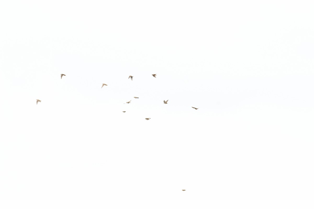 Жайворонок тибетський - ML644530857