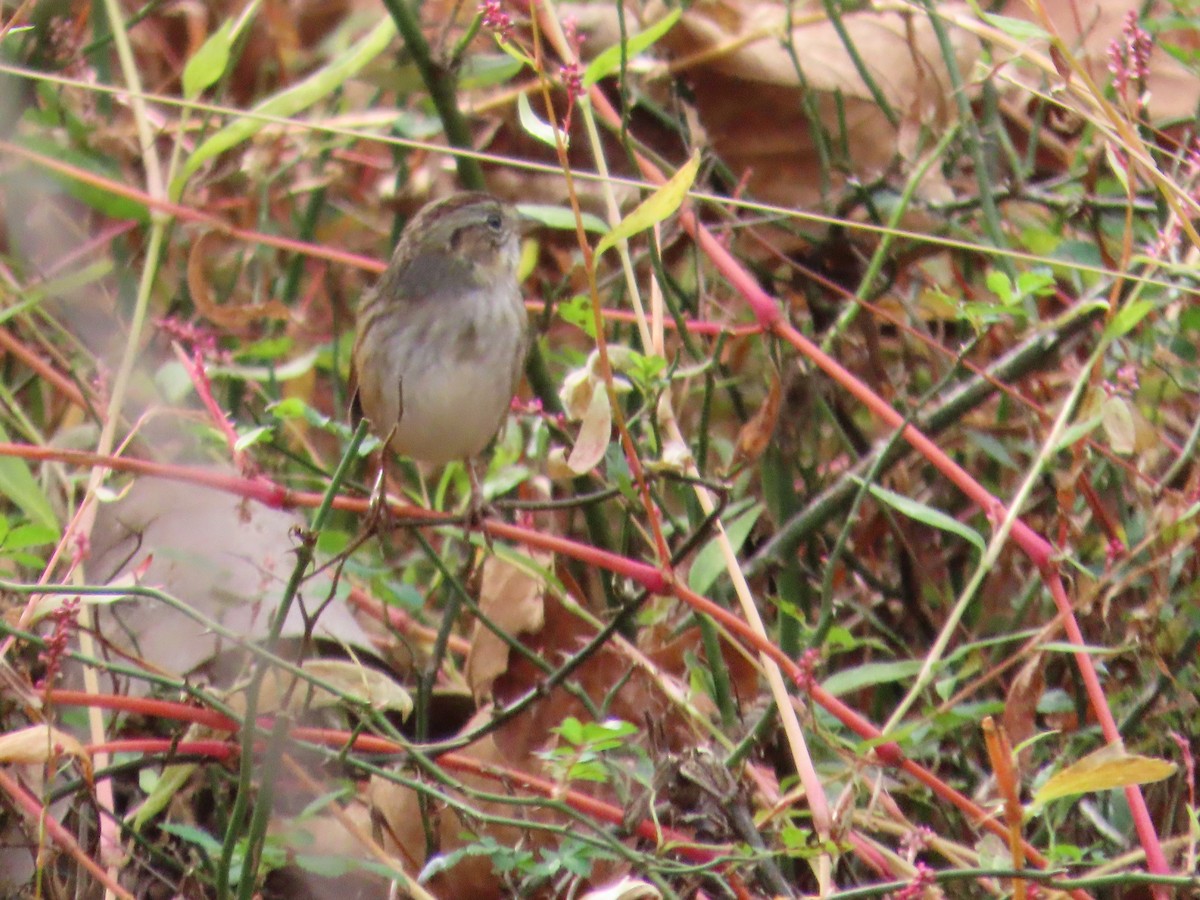 Chingolo Pantanero - ML644530858