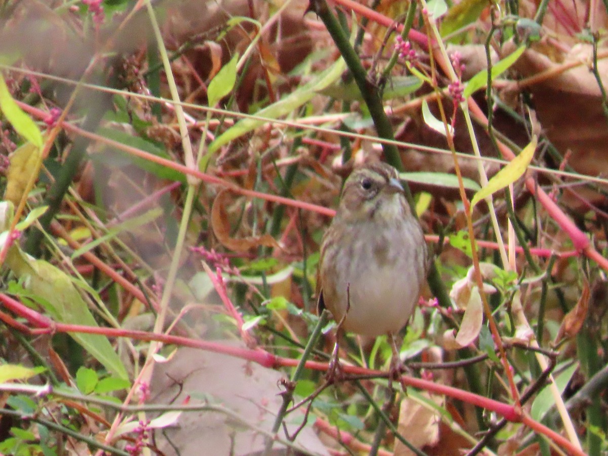 Chingolo Pantanero - ML644530859