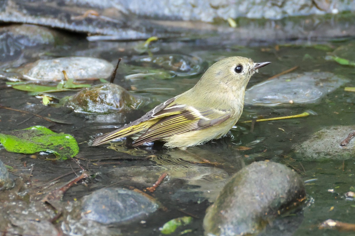 rubinfuglekonge - ML644530867