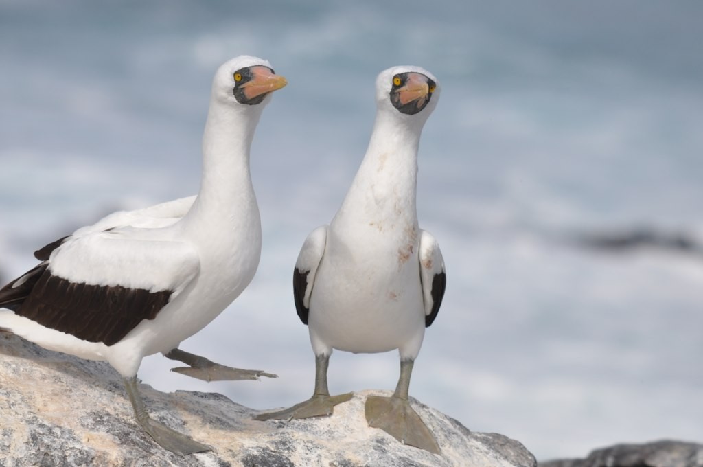 Nazcatölpel - ML644530869