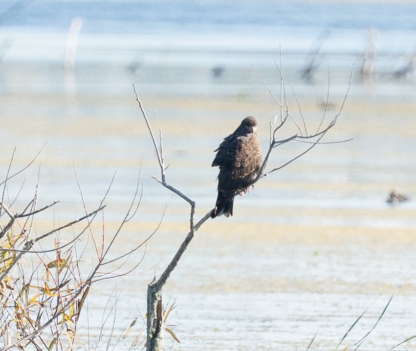 Milan des marais - ML644530870