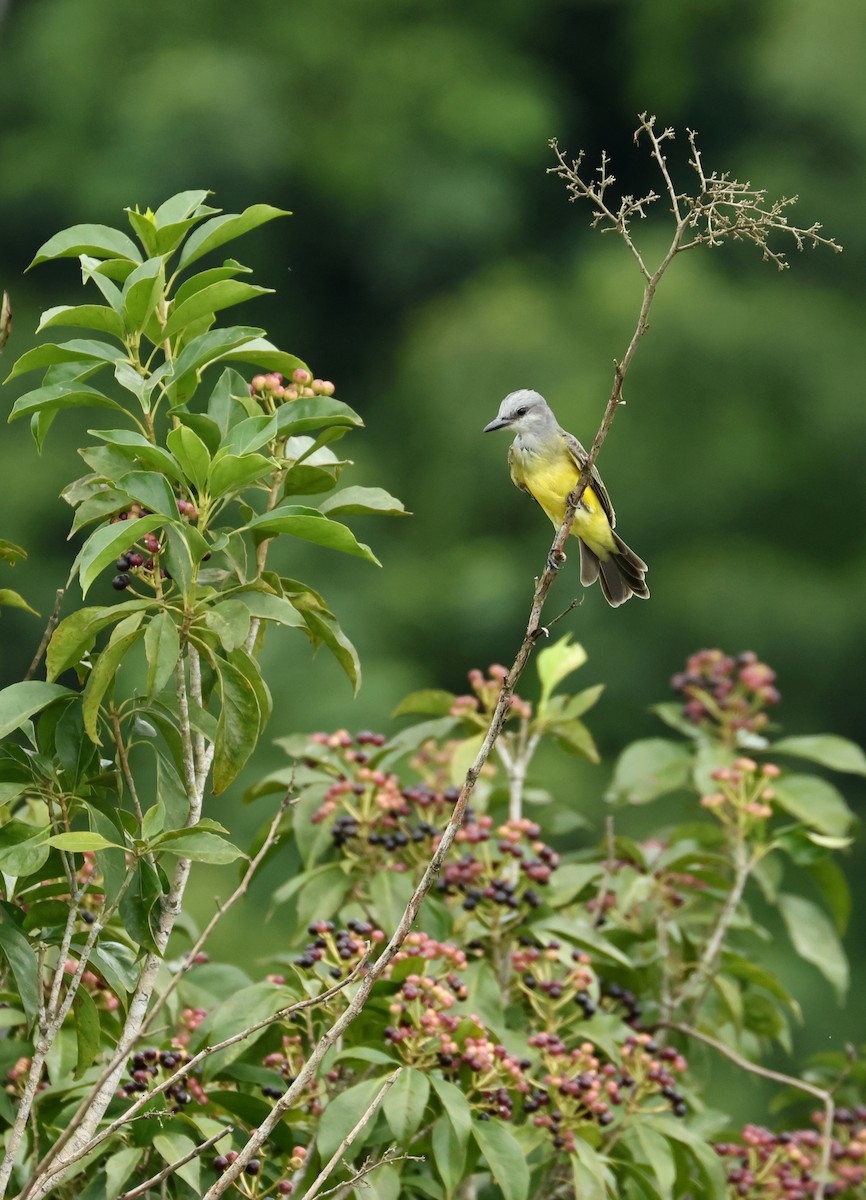 Tropical Kingbird - ML644530875