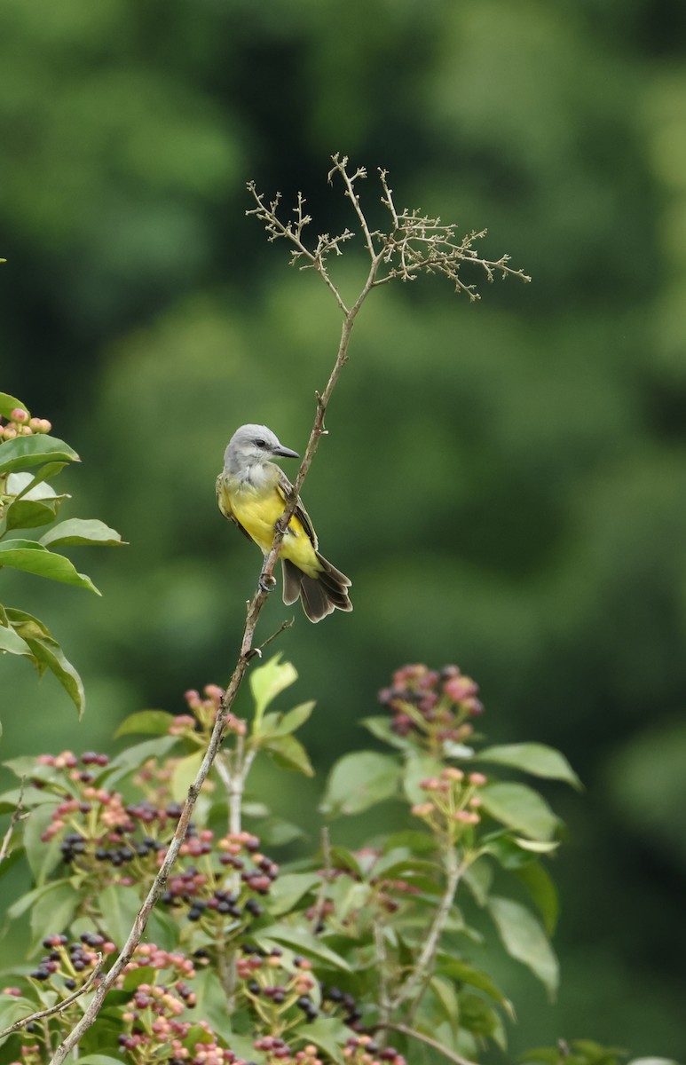 Tropical Kingbird - ML644530877