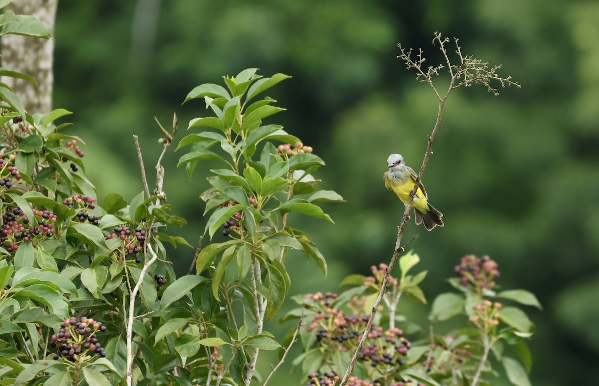 Tropical Kingbird - ML644530879