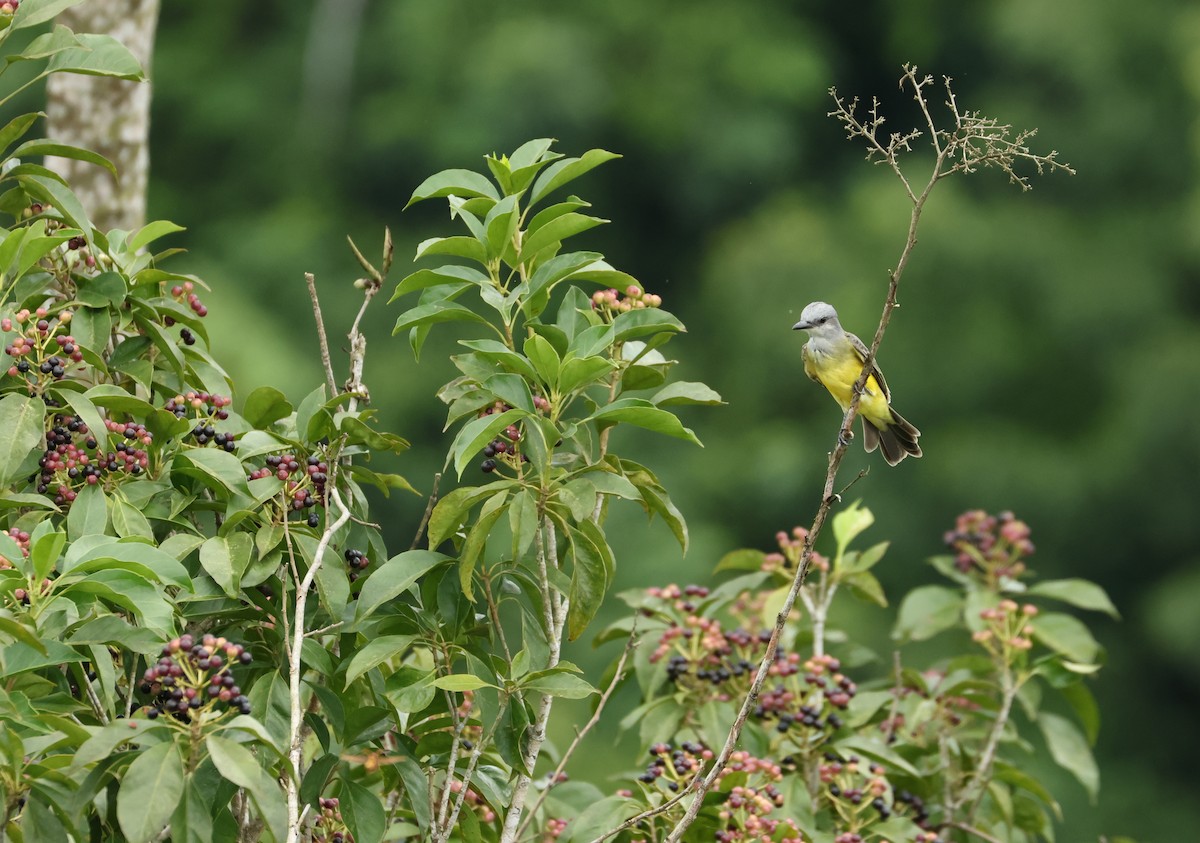 Tropical Kingbird - ML644530881