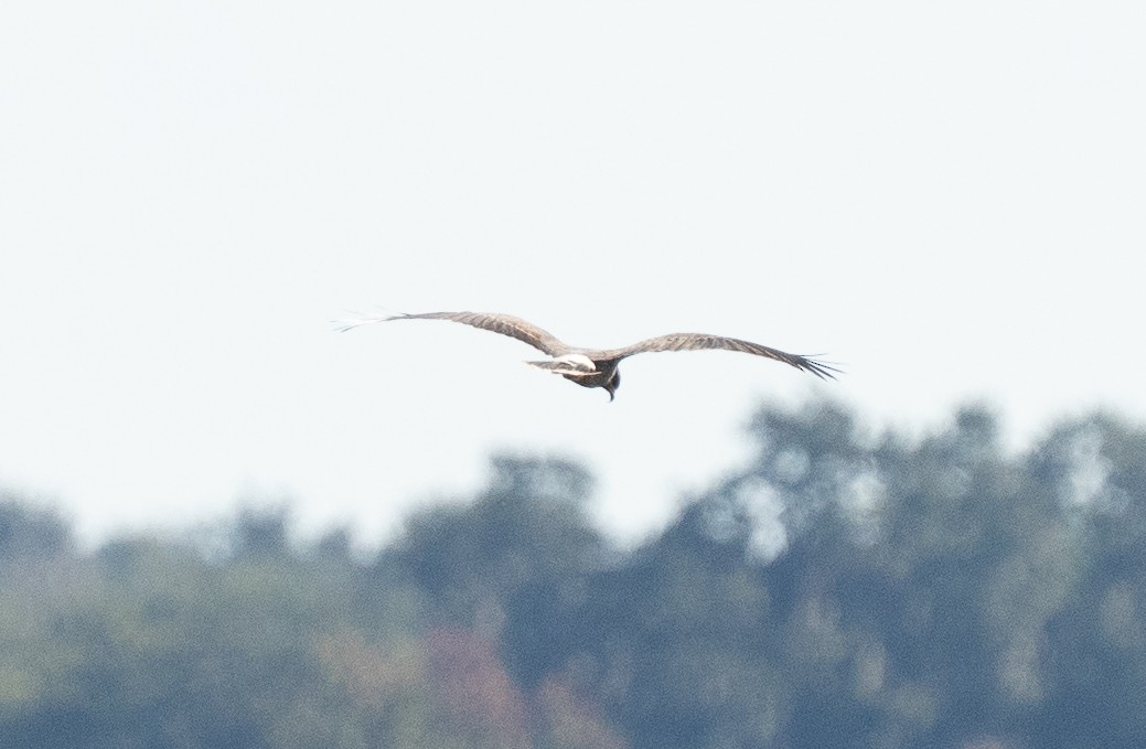 Milan des marais - ML644530883