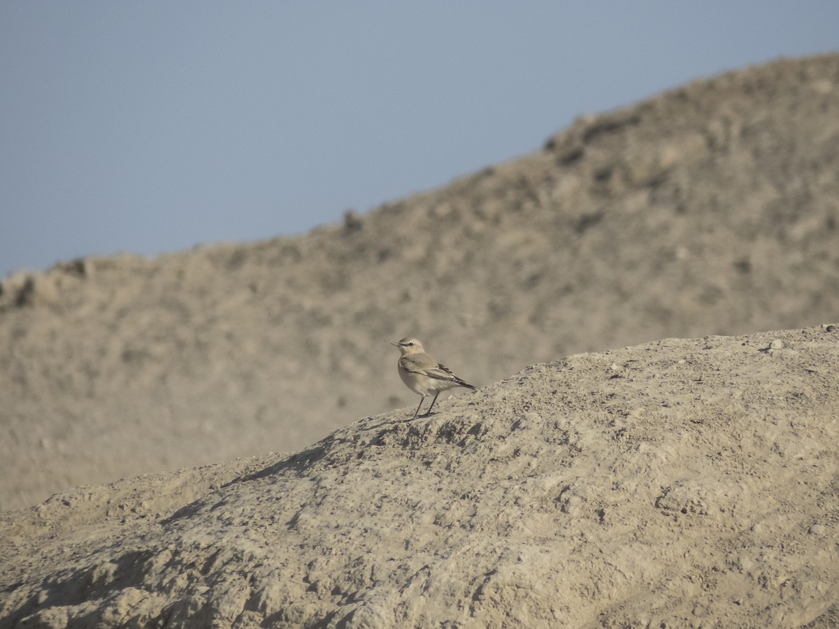 Isabellsteinschmätzer - ML644530885