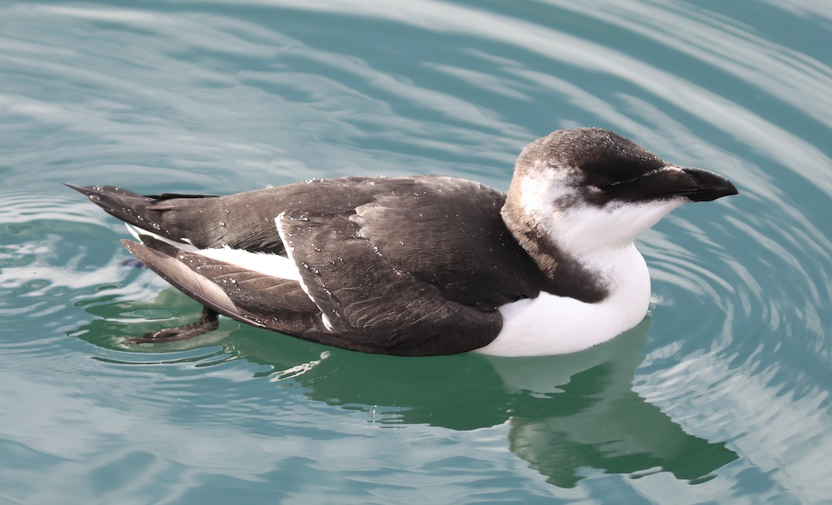Razorbill - ML644530886