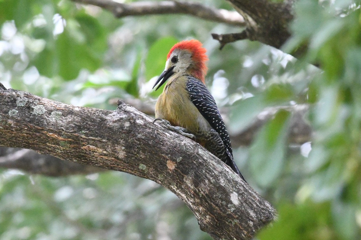 Jamaican Woodpecker - ML644530888