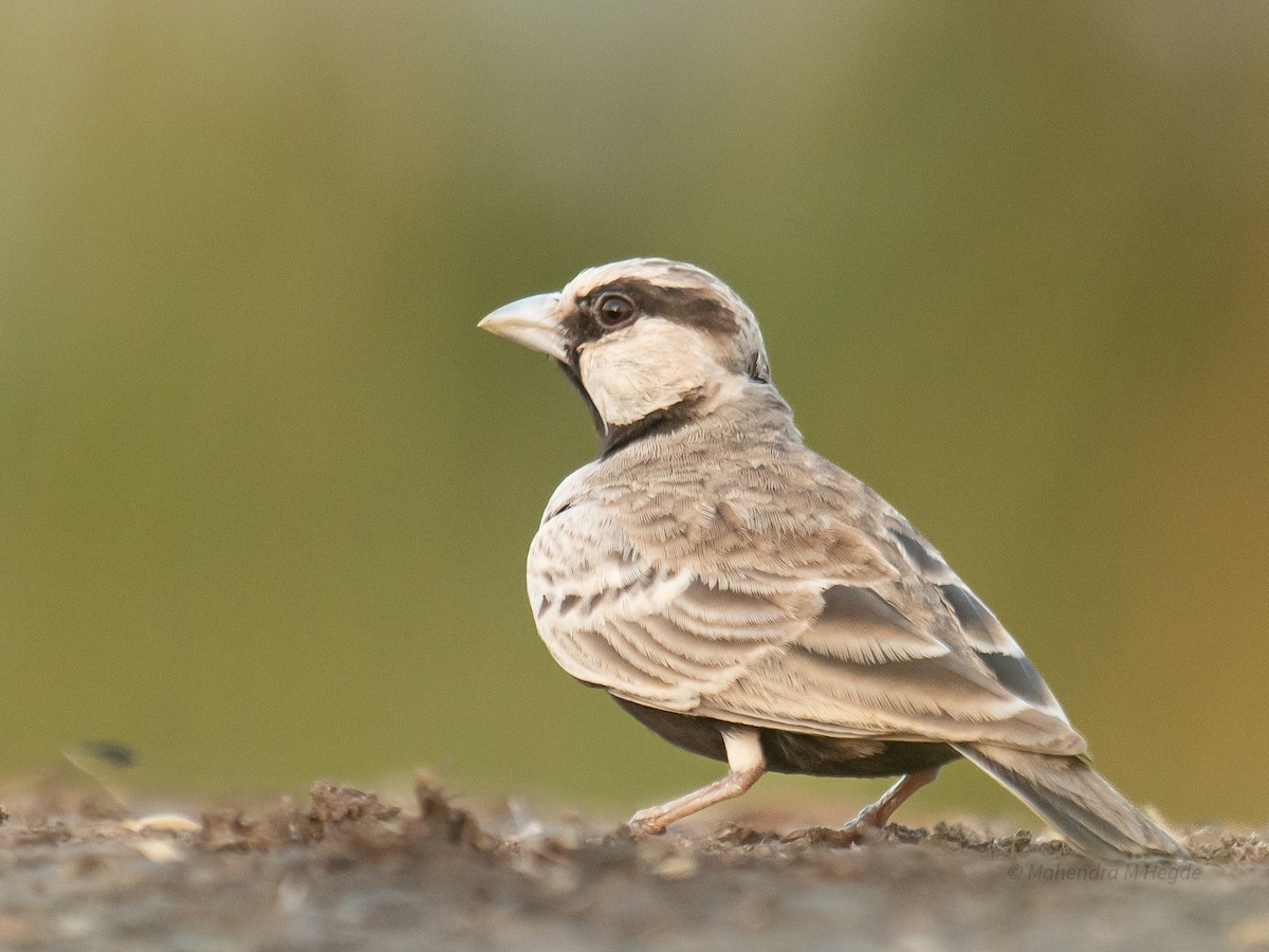 Ashy-crowned Sparrow-Lark - ML644530889