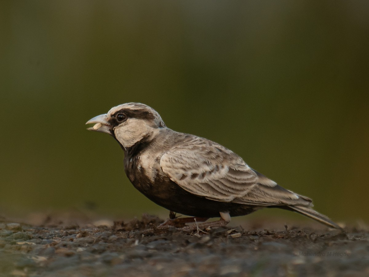 Ashy-crowned Sparrow-Lark - ML644530890
