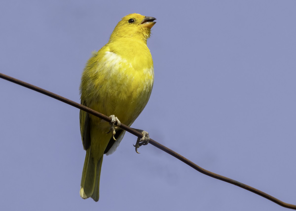 Saffron Finch - ML644530892
