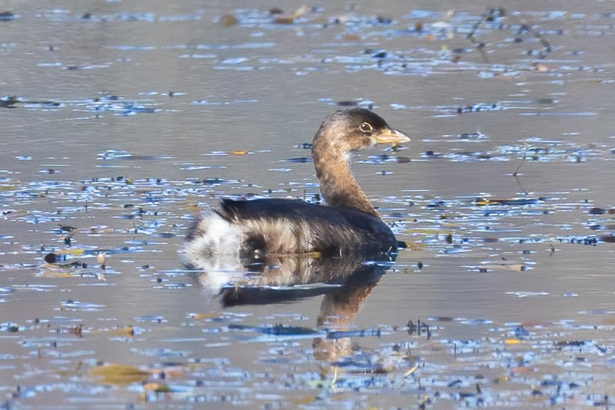 Pied-billed Grebe - ML644530893
