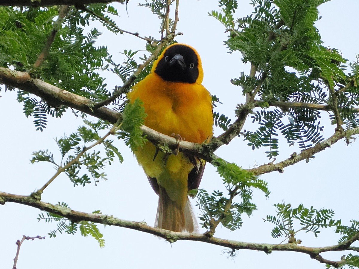 Lesser Masked-Weaver - ML644530894