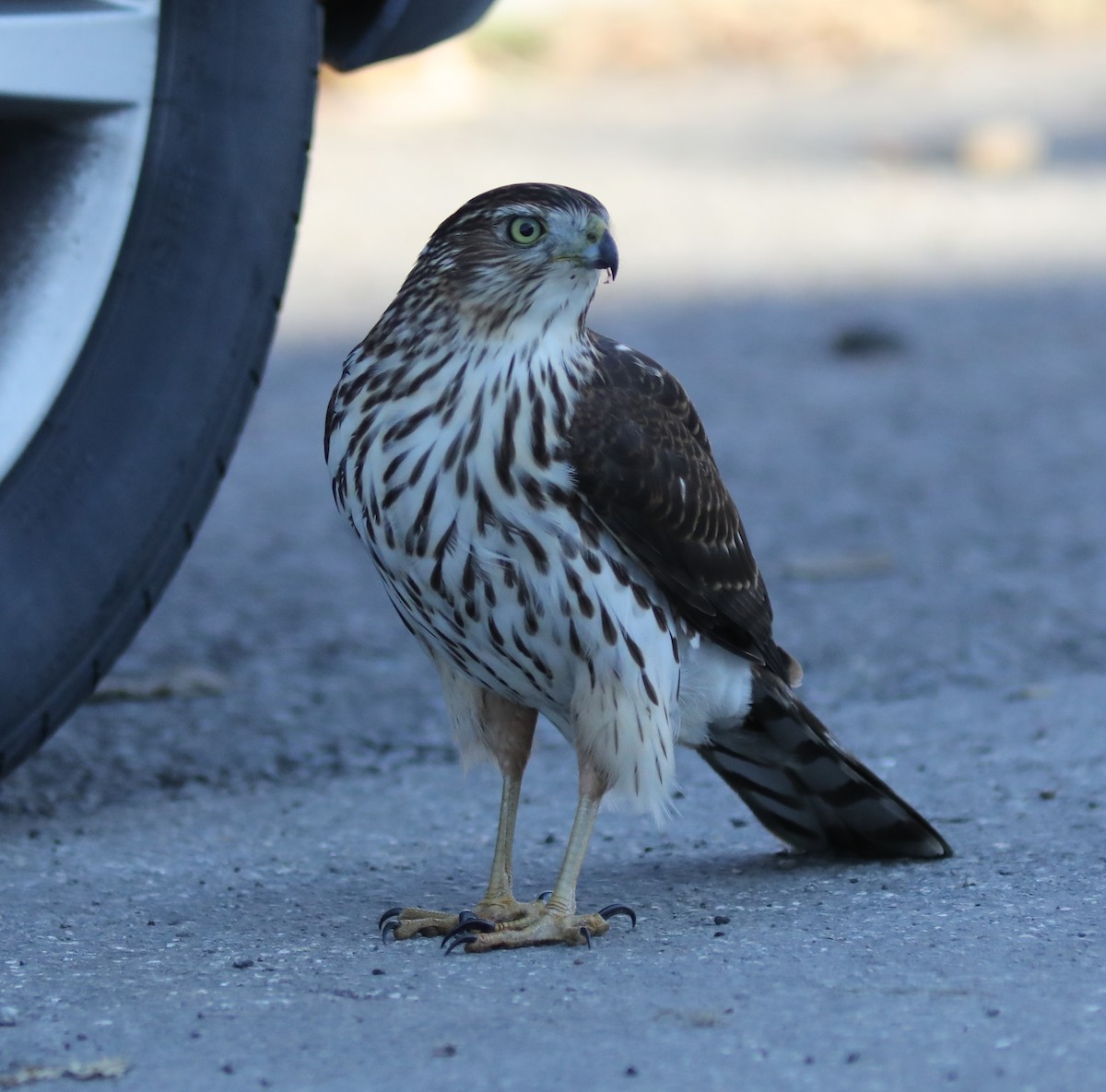 Cooper's Hawk - ML644530895
