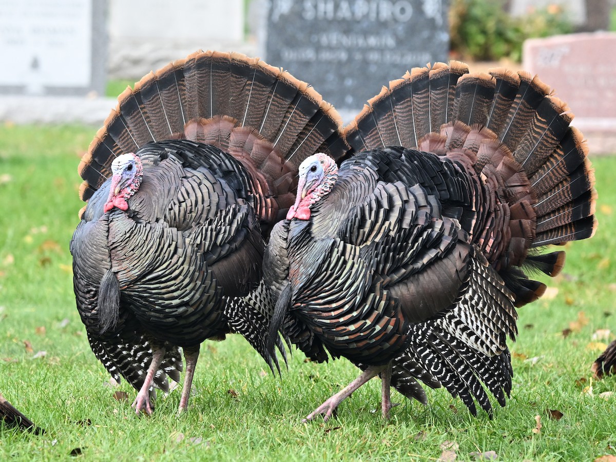 krocan divoký - ML644530897