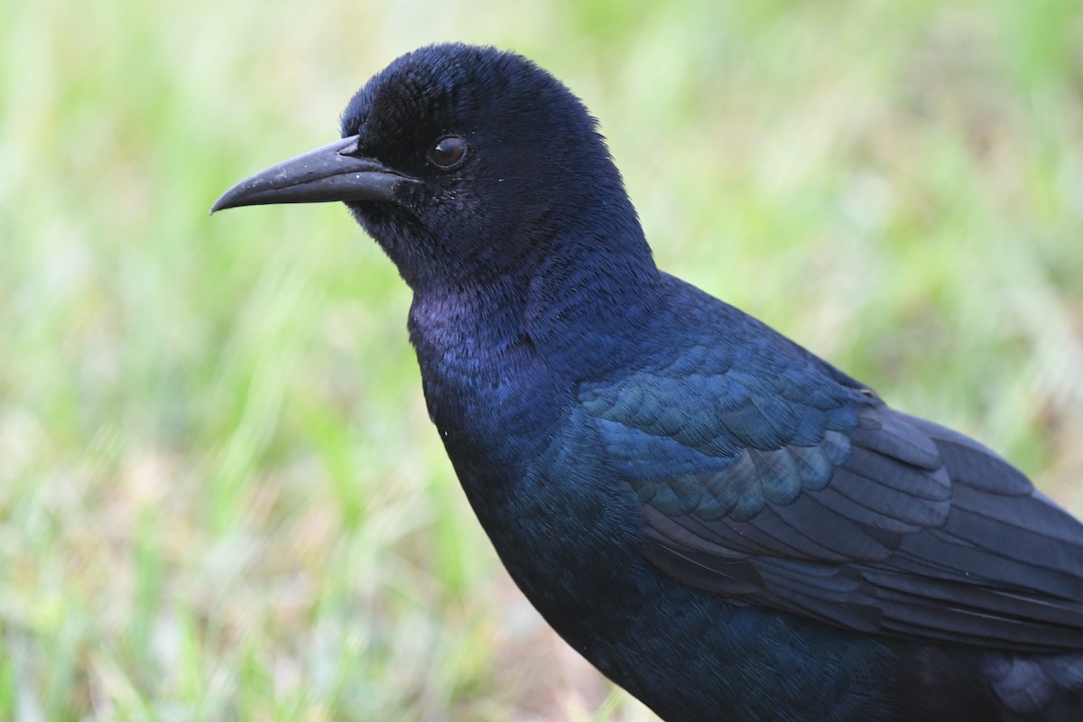 Quiscale des marais - ML644530904