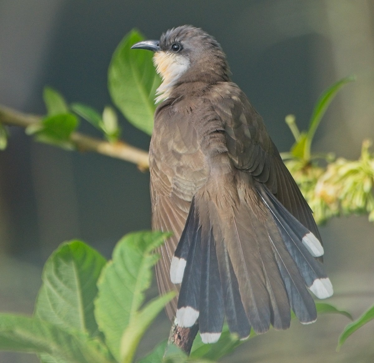 Галапагосская пиайя - ML644530907