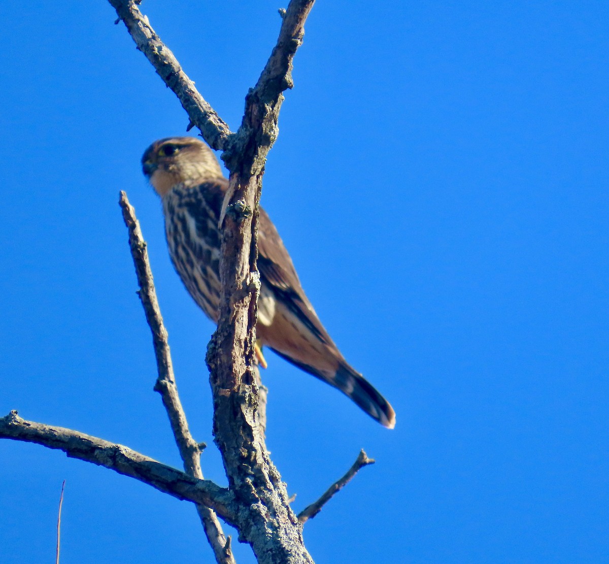 Merlin - ML644530908