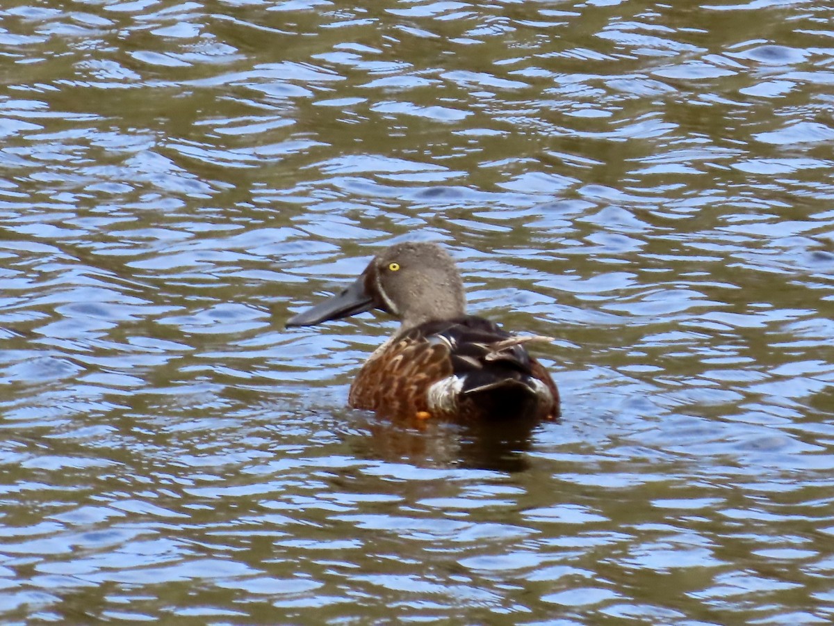 Австралийская широконоска - ML644530909