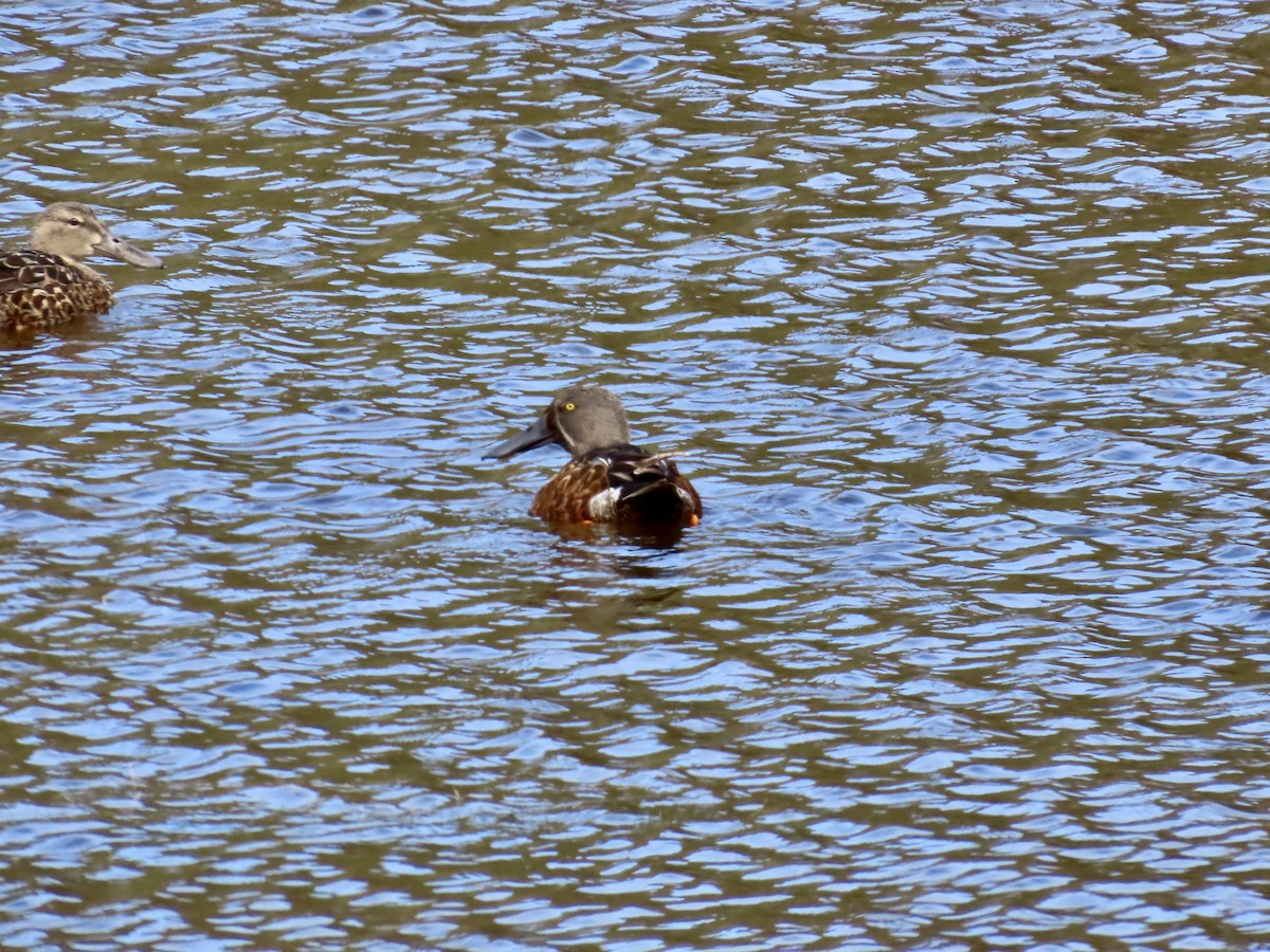 Австралийская широконоска - ML644530910