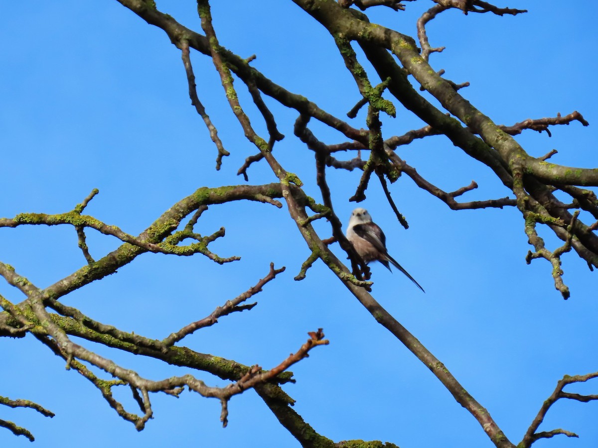Long-tailed Tit - ML644530920