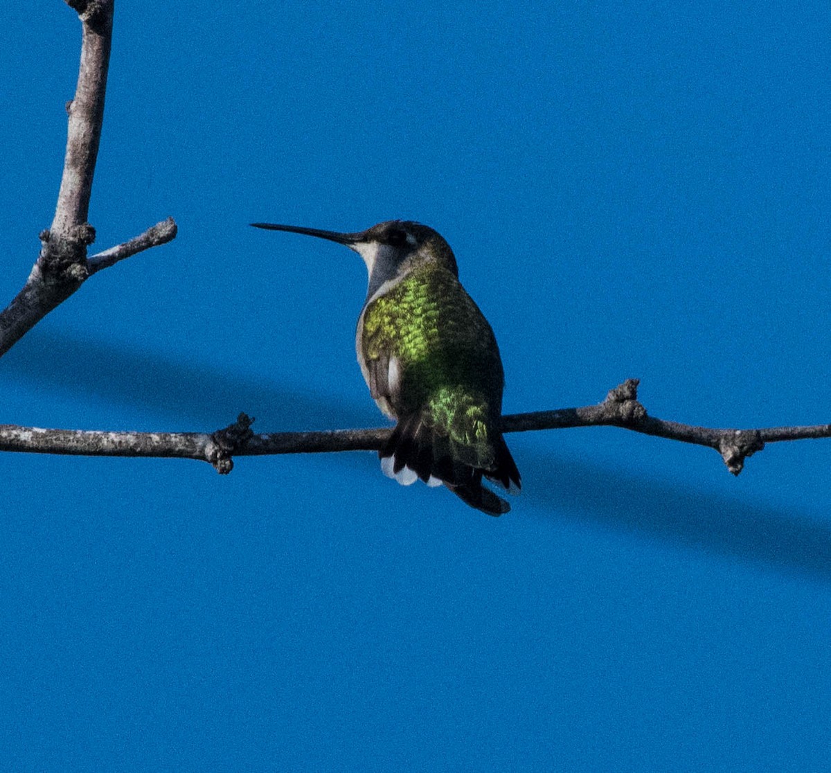 Ruby-throated Hummingbird - ML644530926