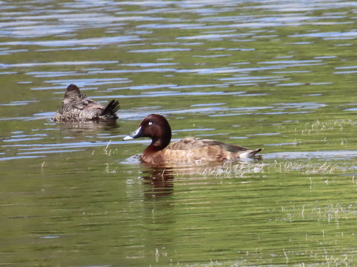 Hardhead - ML644530930