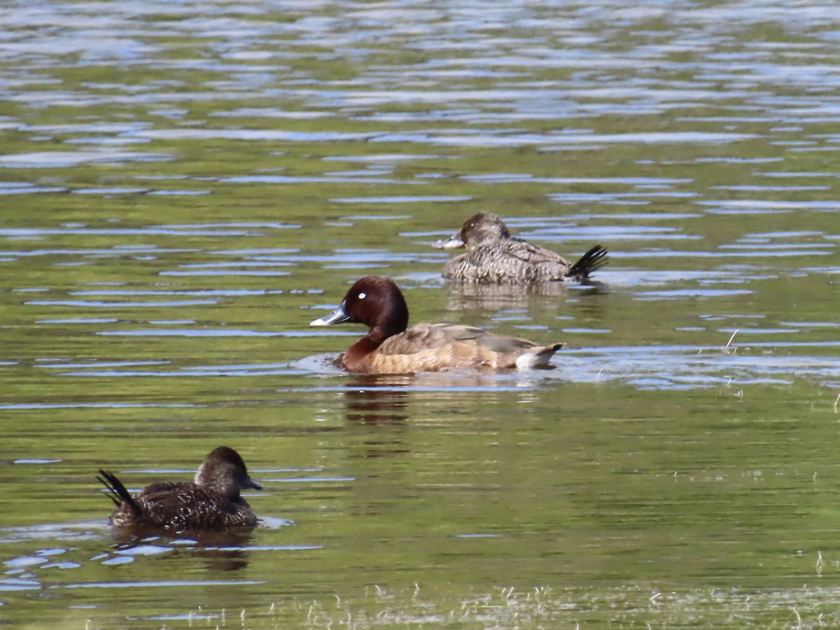 Hardhead - ML644530931