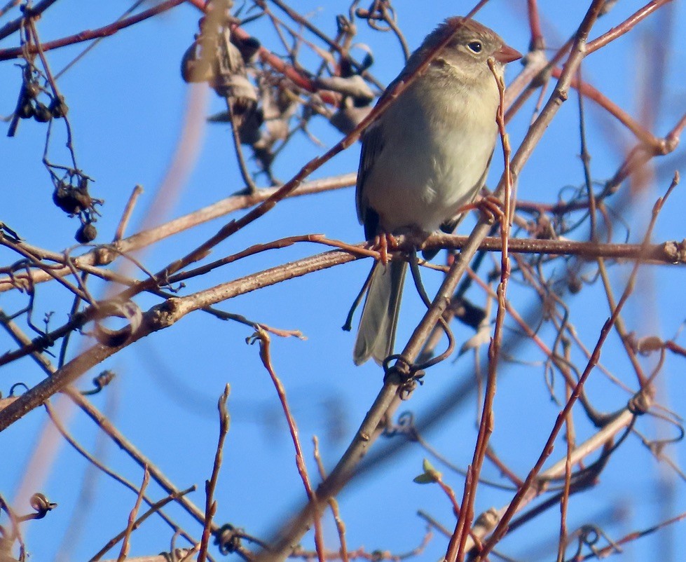 Field Sparrow - ML644530935