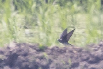 Mascarene Martin - ML644530962