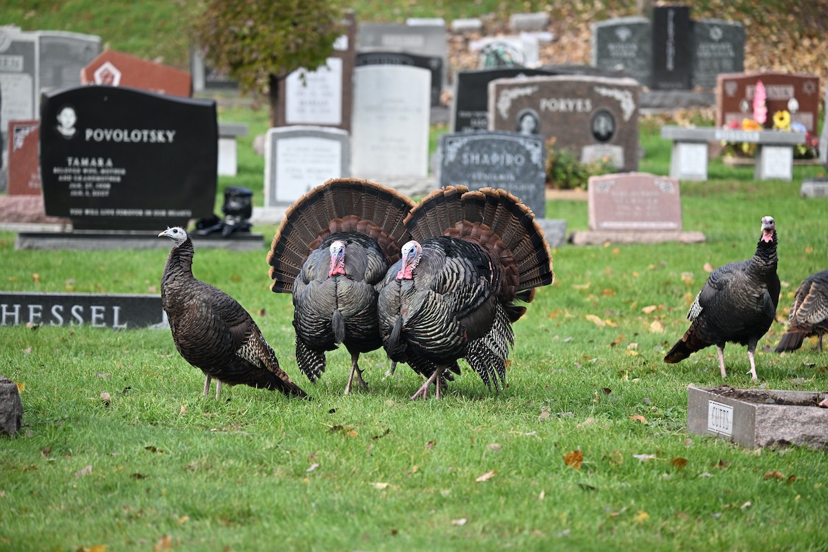 krocan divoký - ML644530964