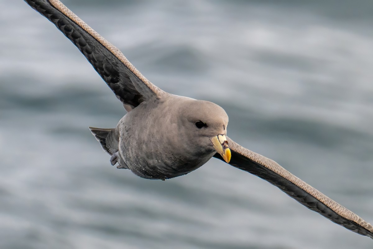 Northern Fulmar - ML644530981