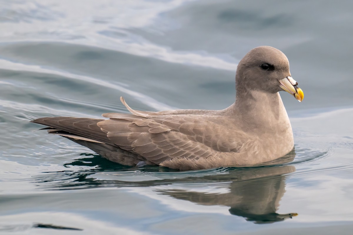 Northern Fulmar - ML644530982
