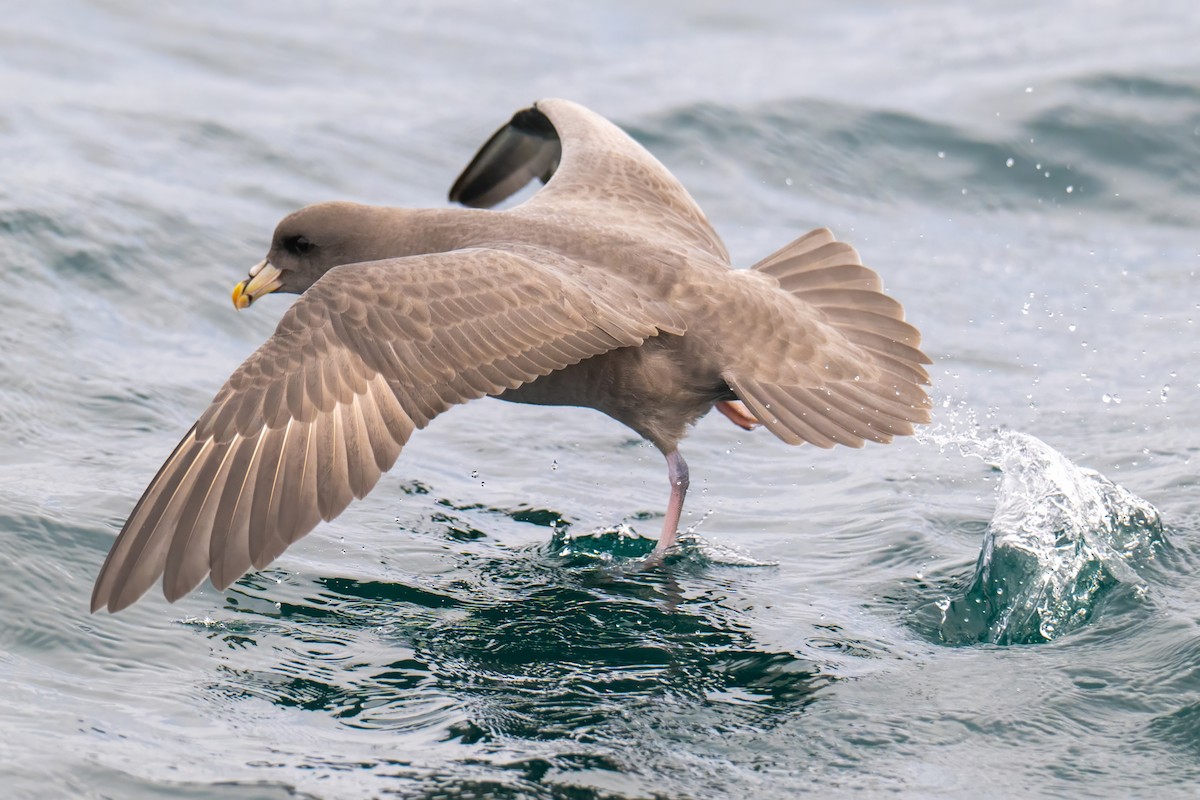 Northern Fulmar - ML644530983
