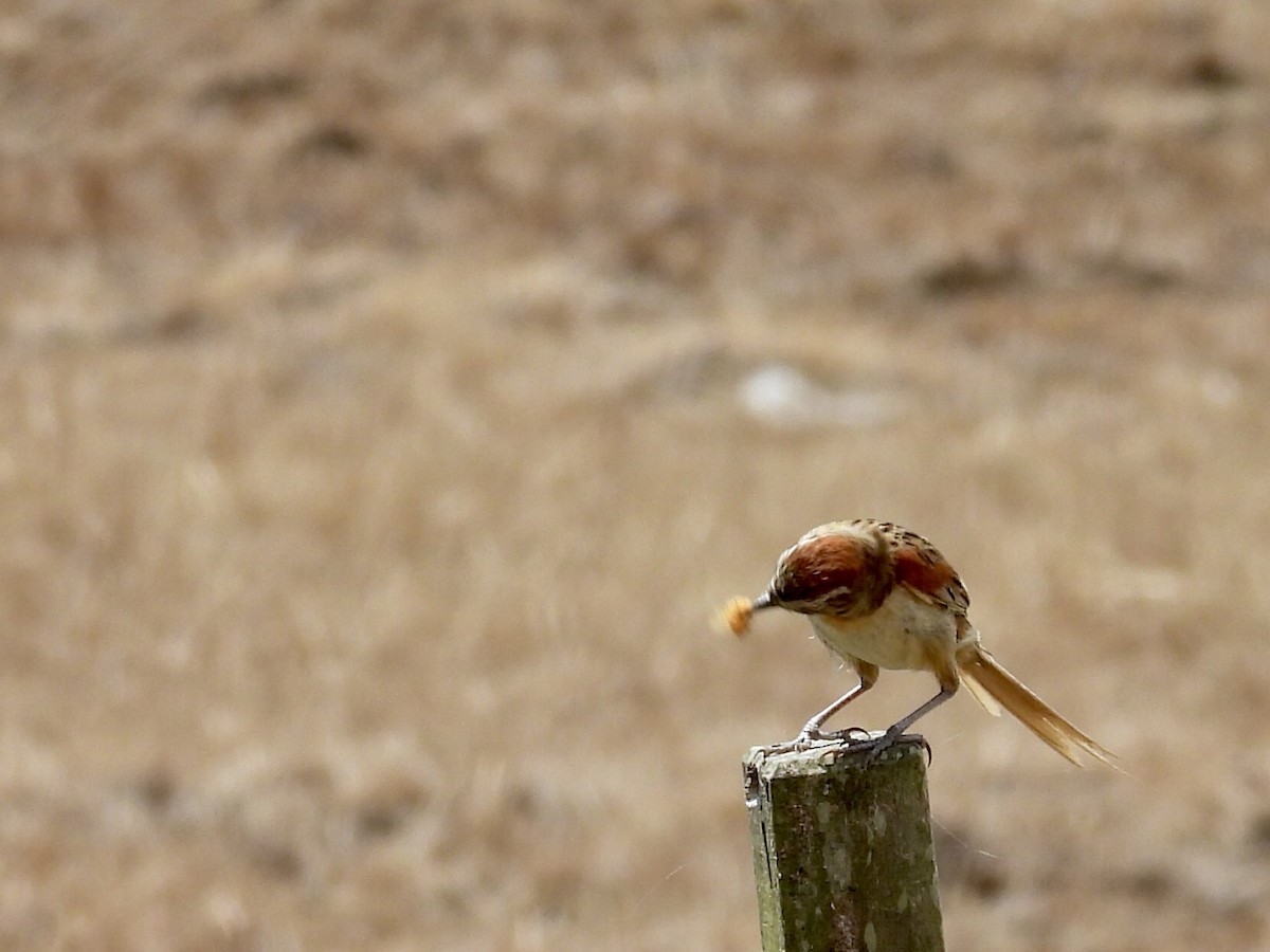 Chotoy Spinetail - ML644530989