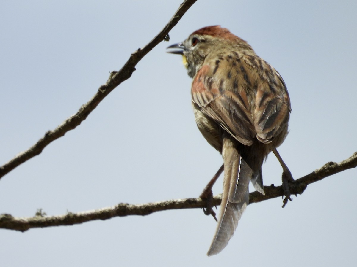 Chotoy Spinetail - ML644530990