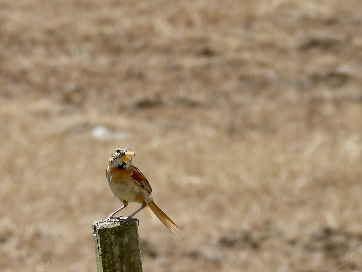 Chotoy Spinetail - ML644530991